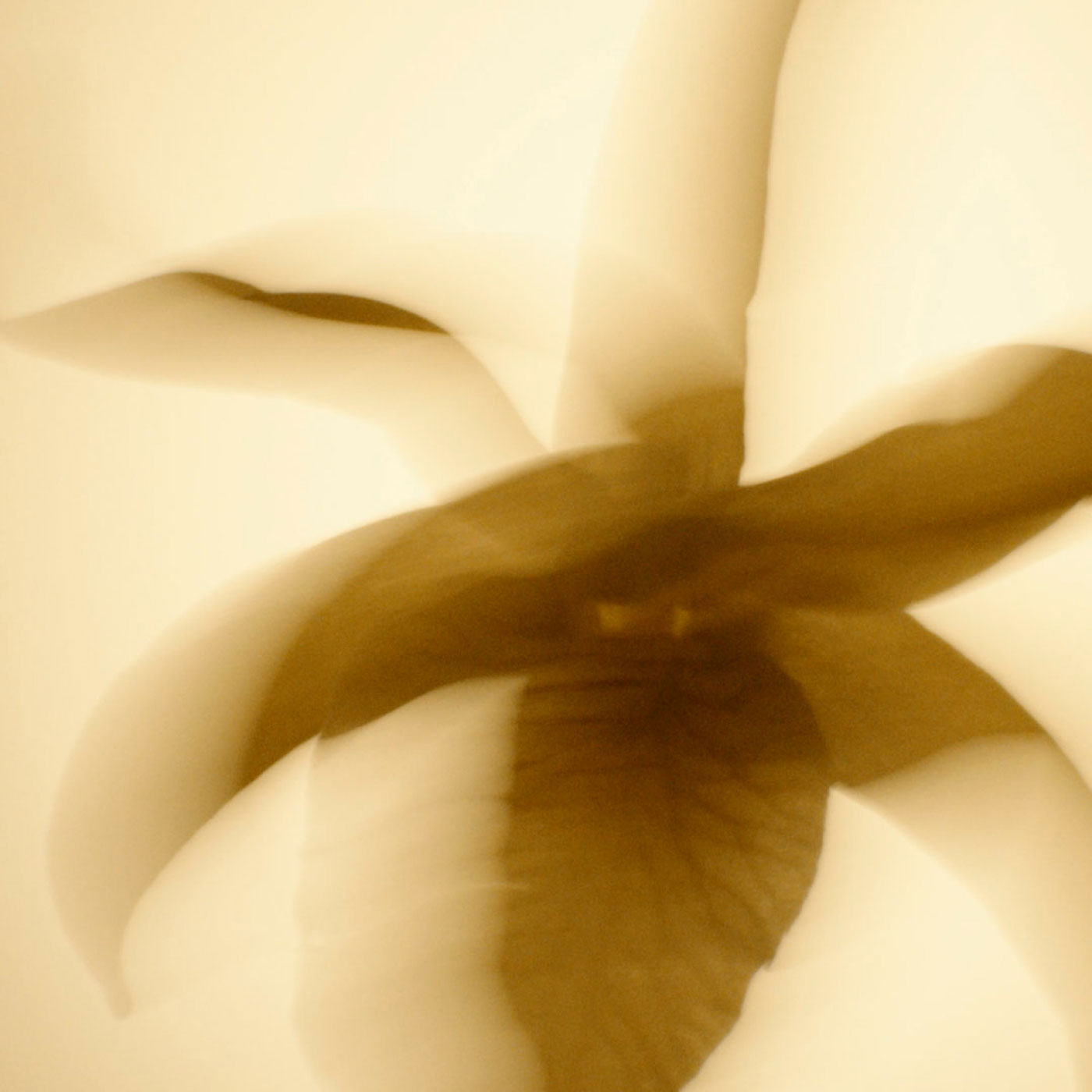 Blurred image of a large Vanilla Planifolia flower
