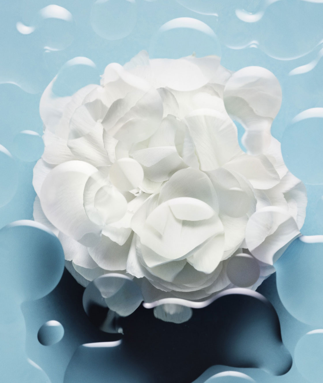 White Camellia Floating in Water